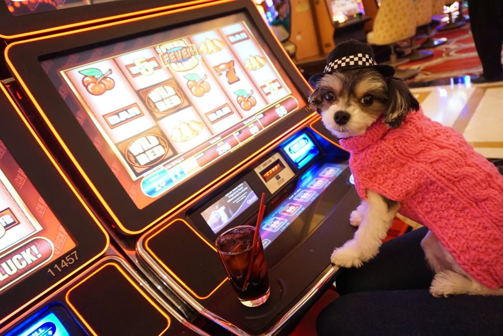 Paws in the park slot machines free play