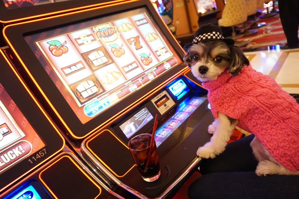 slot machine monkey paw