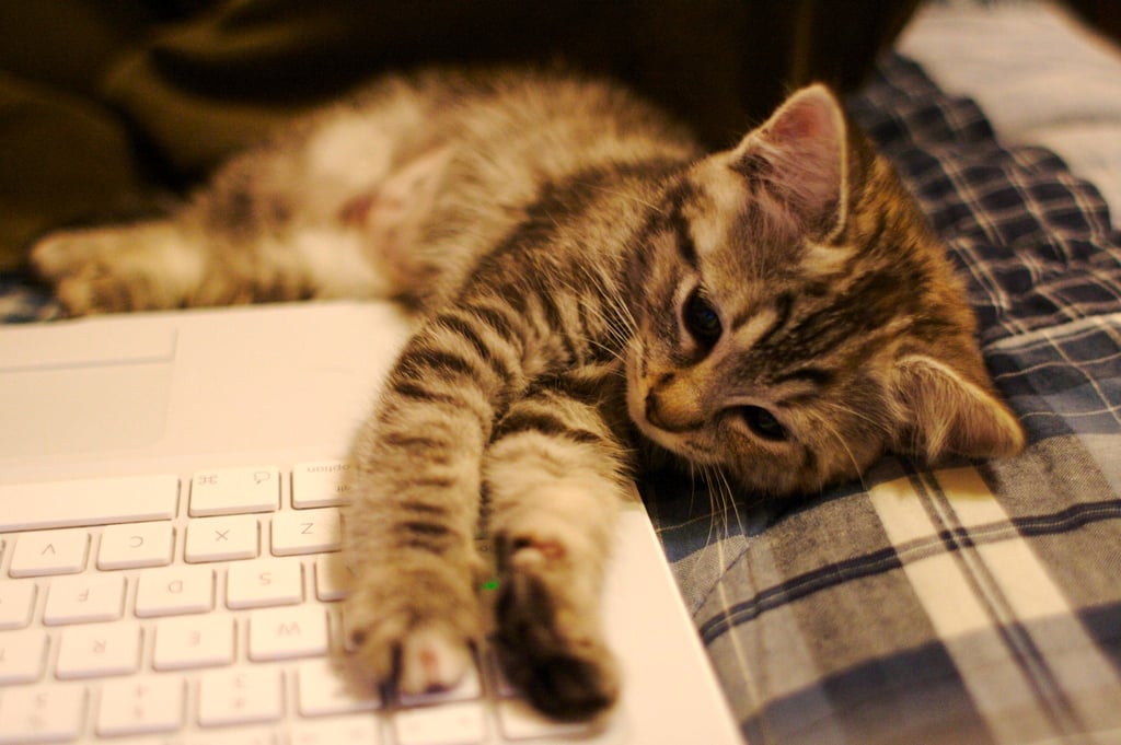 Typing up a manifesto can sure wear a cat out!
Source: Flickr user Ryan Forsythe
