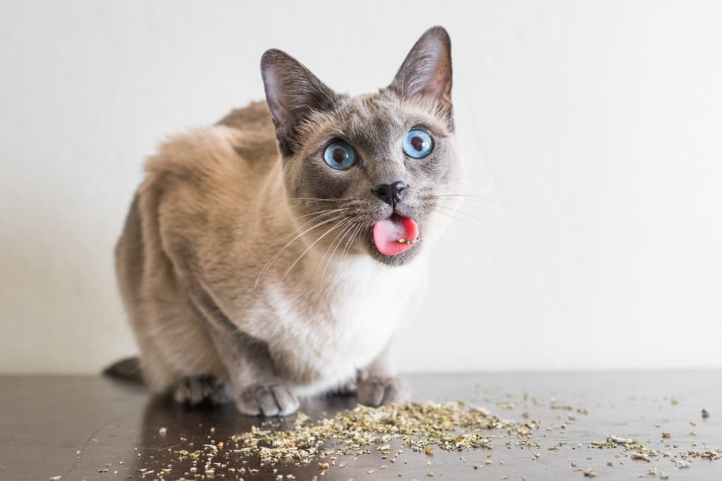 Cats on Catnip Photo Series