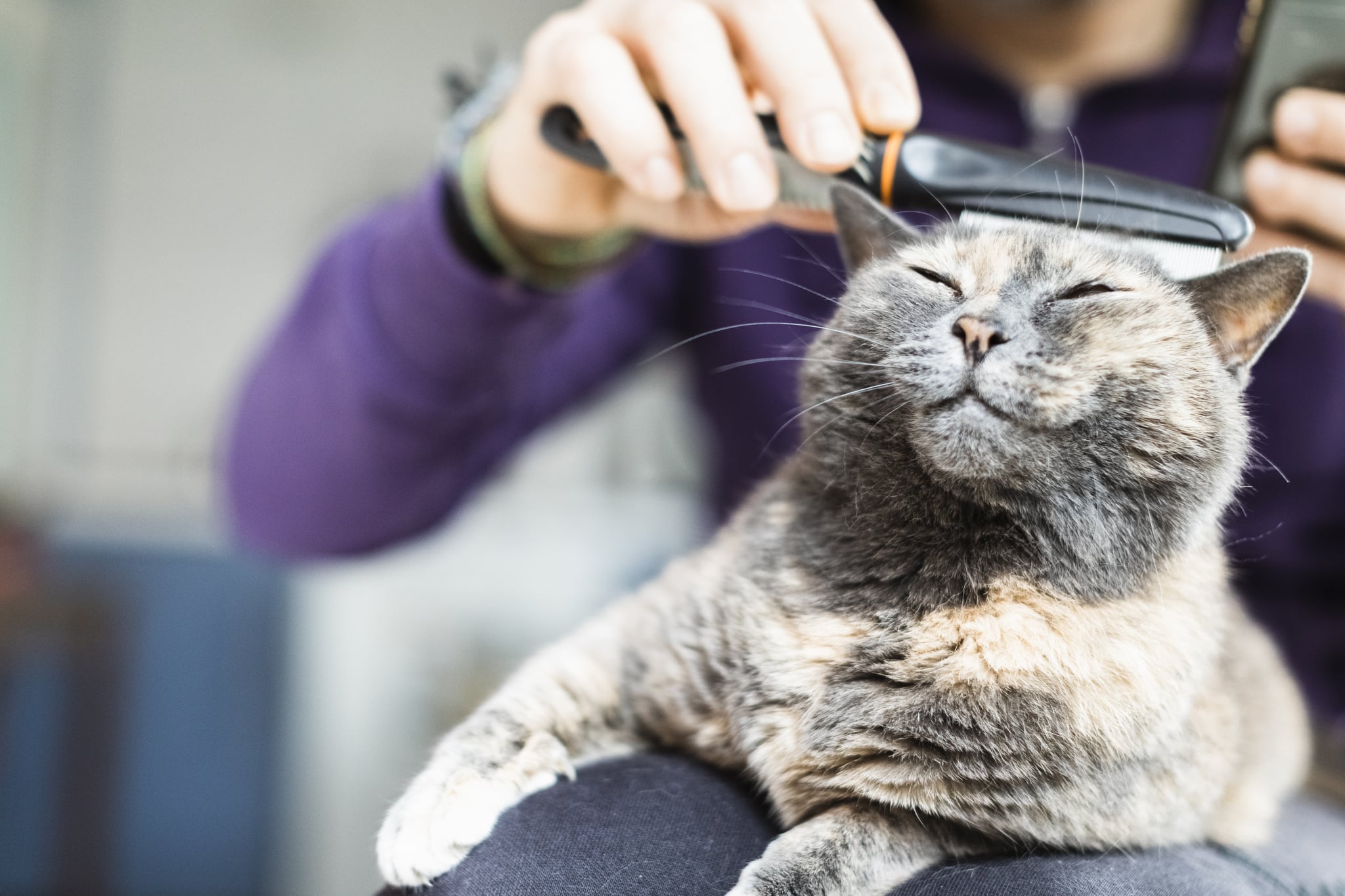 Man Brushing With Comb Anti Fleas The Domestic Cat