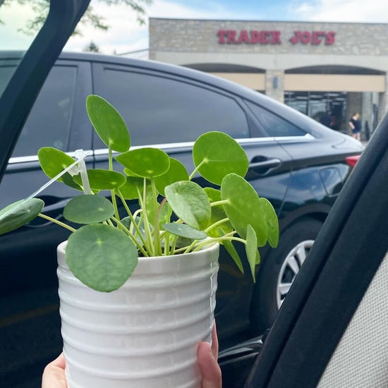 Trader Joe's Plants That Are Affordable and on Trend