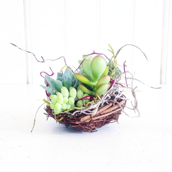 Succulent Woodsy Bird Nests