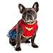 The Most Popular Dog Costumes