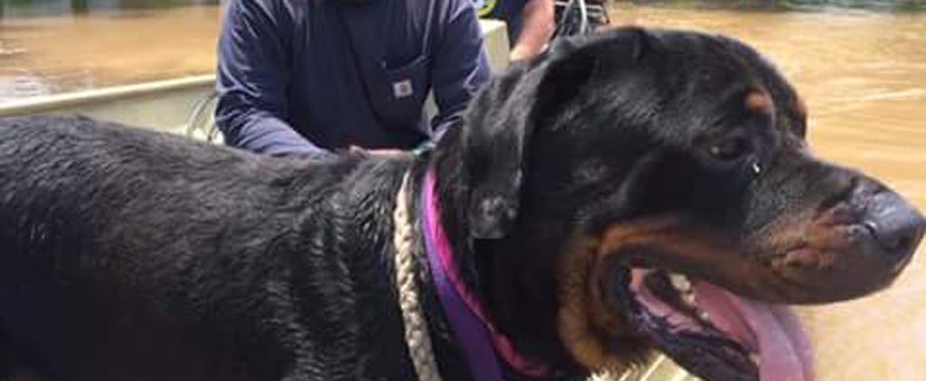 Rescuers Save Dogs From Texas Floods