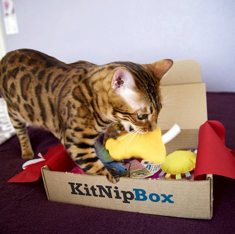 KitNip Box