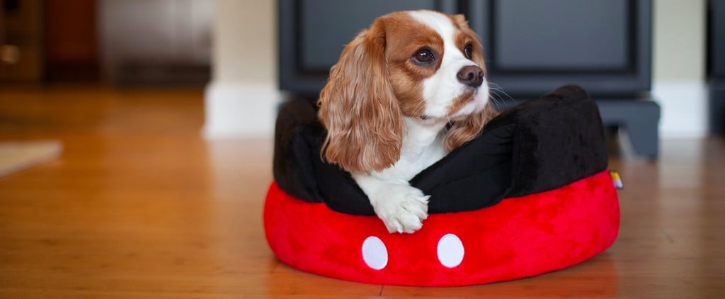 Disney's Mickey Mouse Pet Products