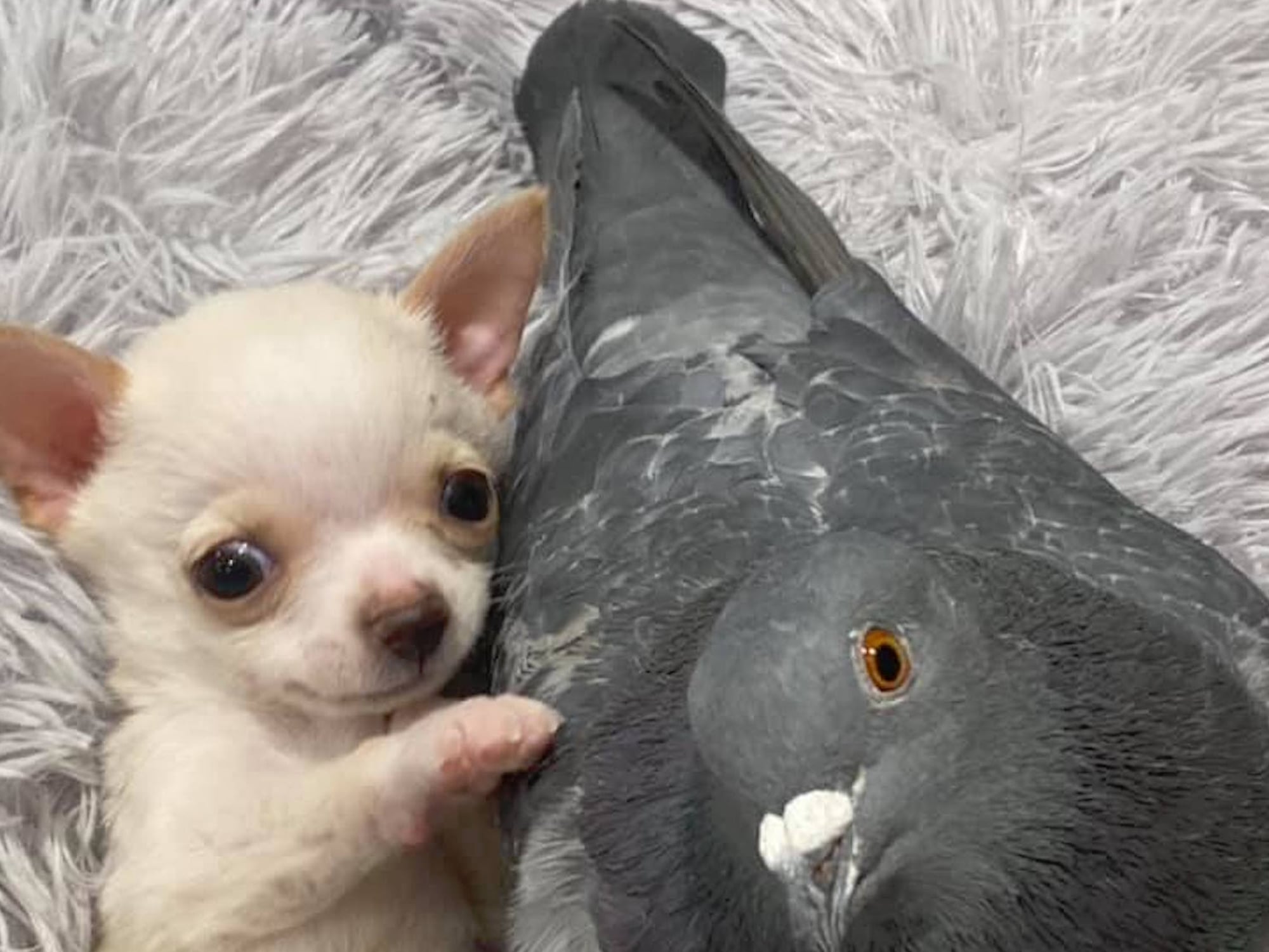 Puppy and Pigeon With Disabilities Form Unlikely Friendship | POPSUGAR Pets