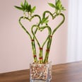 Heart-Shaped Bamboo Is a Sweet Alternative to Roses For Valentine's Day