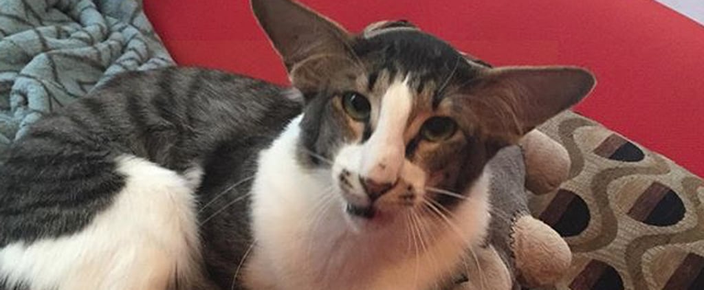 Cat That Looks Like Adam Driver