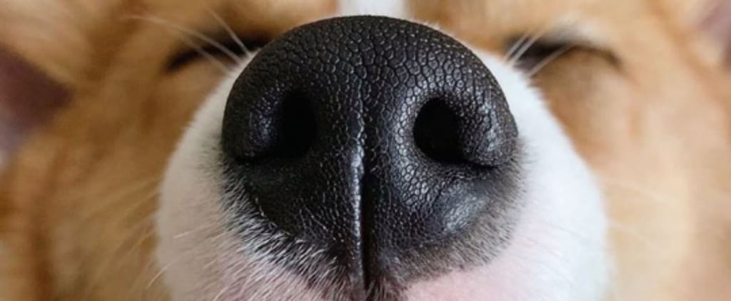 This Instagram Account Shares Photos of Dog Noses