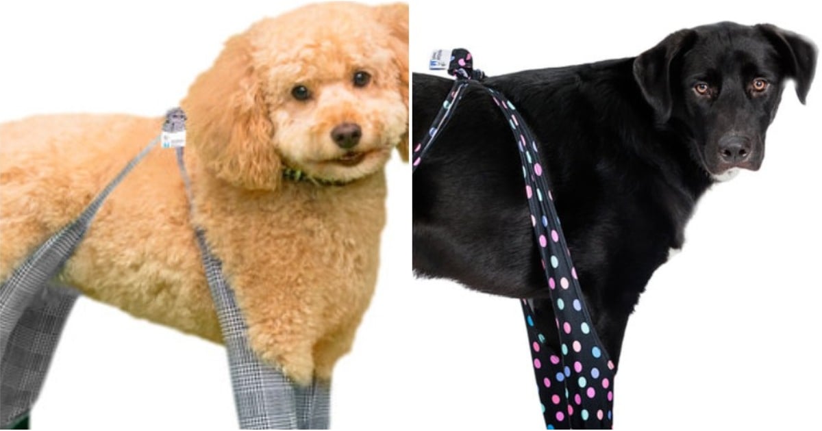 Leggings For Dogs POPSUGAR Family