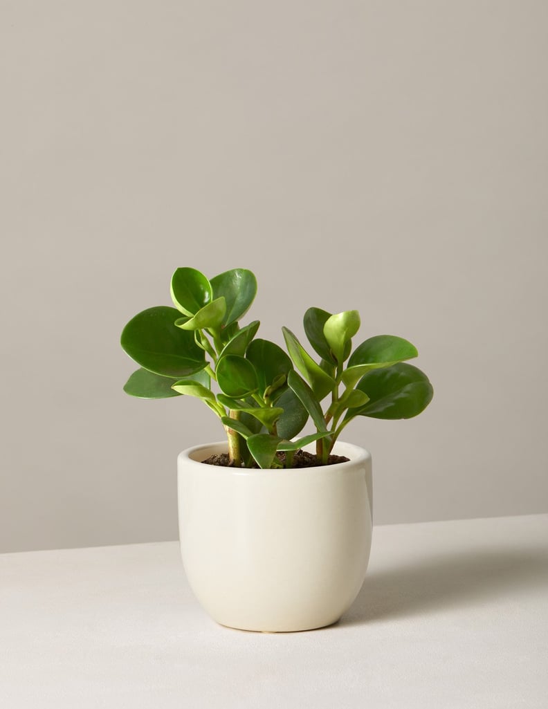 Peperomia Obtusifolia