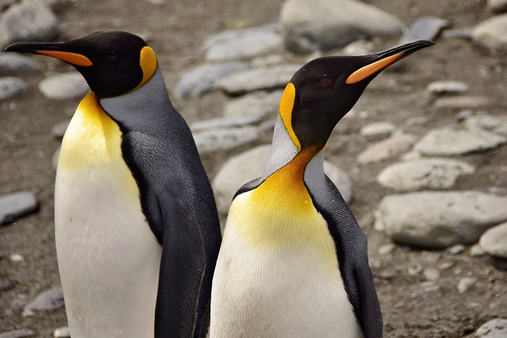 Antarctica King Penguins