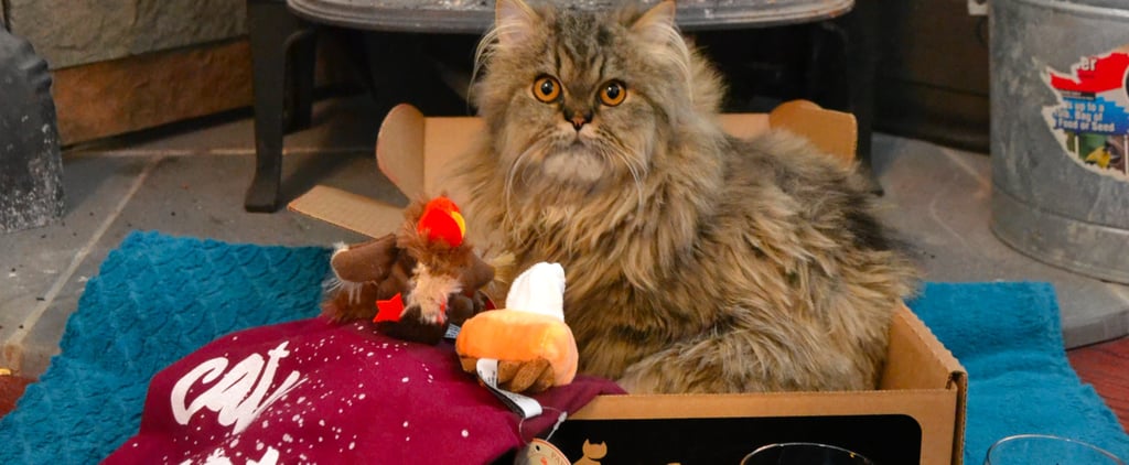 Instagram Celebrity Animals Holiday Wish List 2016