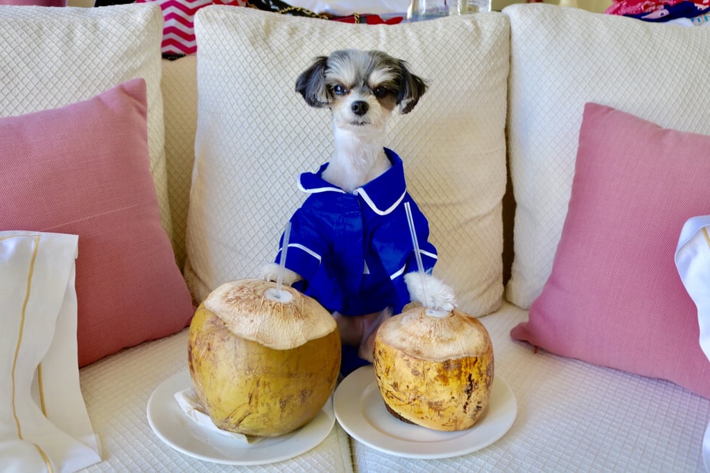 and then sipped on coconuts that were bigger than me! Tinkerbelle the Dog's Punta Cana