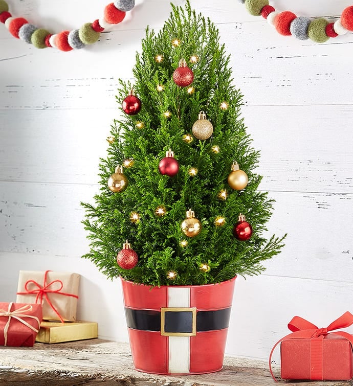 Santa’s Surprise Cypress Tree | Best Live Tabletop Christmas Trees 2020 ...