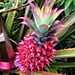 What Is a Pink Pineapple?