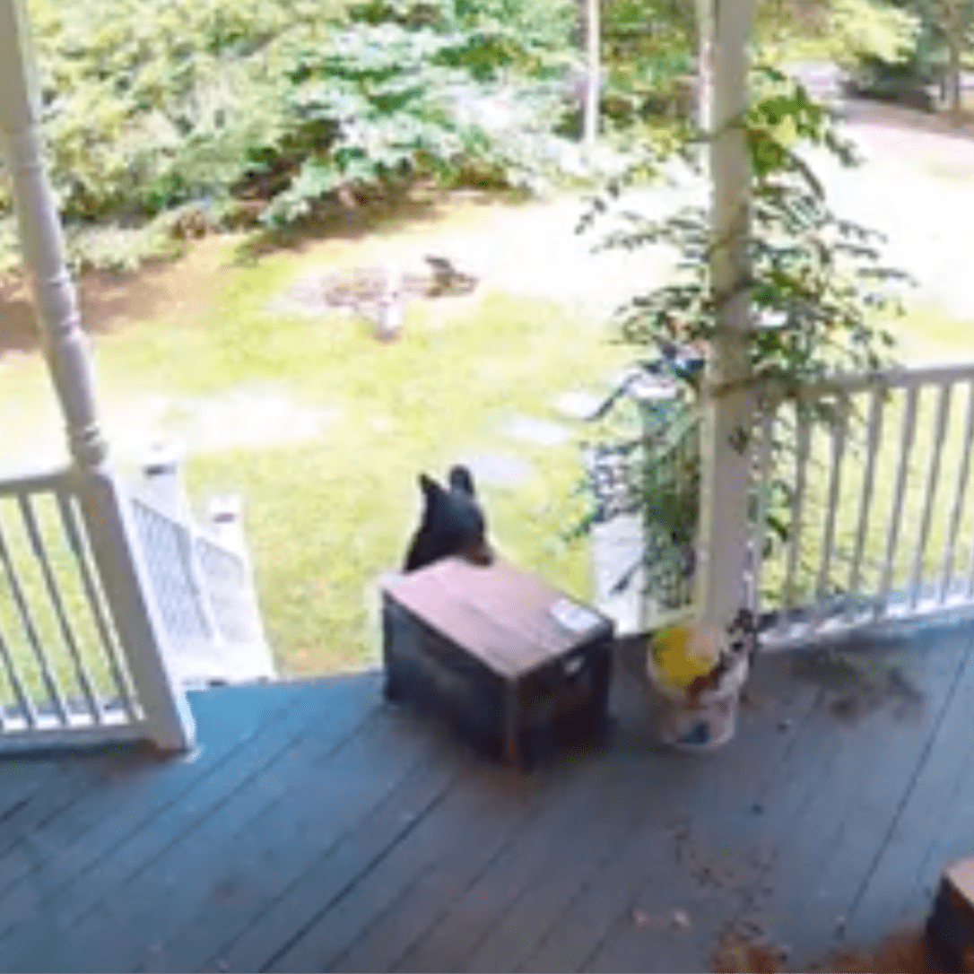 Bear Stealing Chewy Box Off Porch 