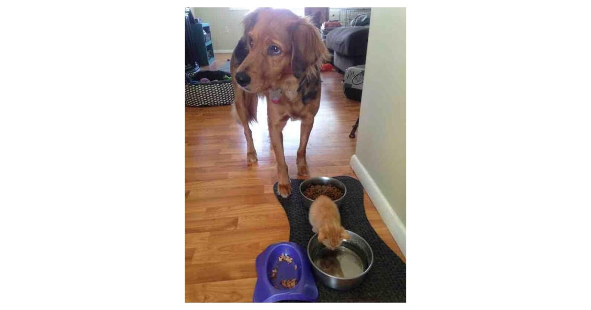 This Confused Pup Cute Animal Pictures Popsugar Pets