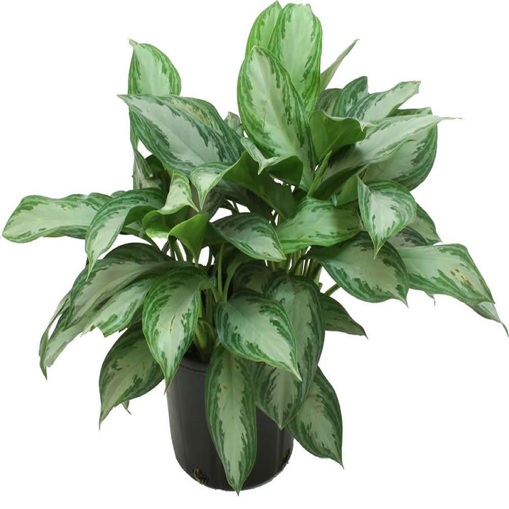 Aglaonema Silver Bay | Best Trees and Plants From Home ...