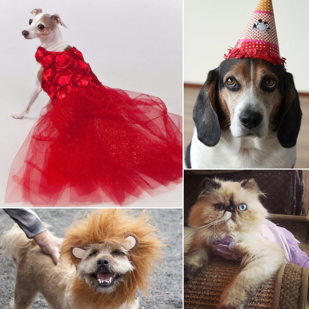 DressedUp Pets POPSUGAR Pets