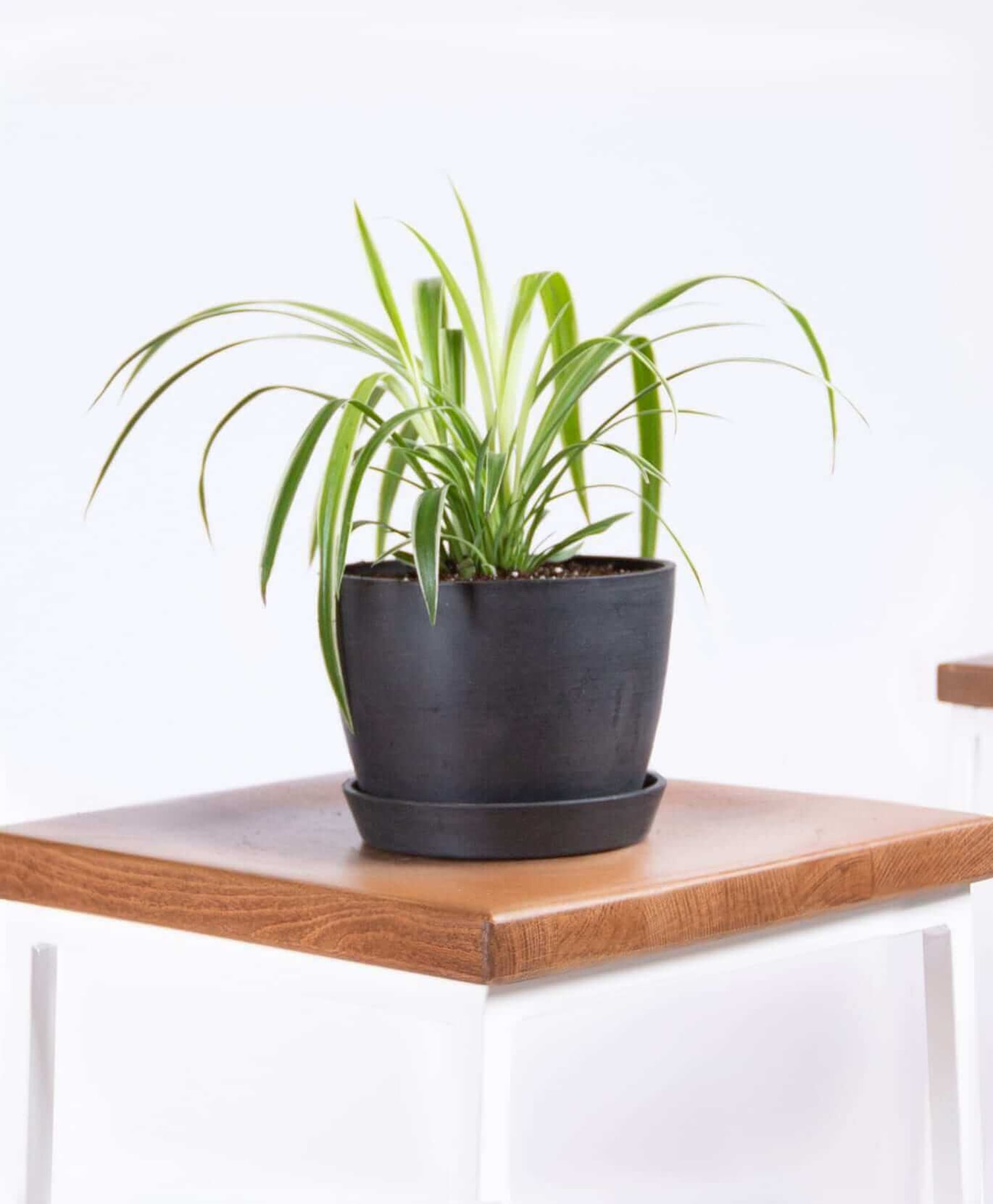 Best Online Plant Delivery Services POPSUGAR Home