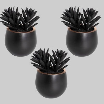 3-Pack of Black Haworthia Succulents