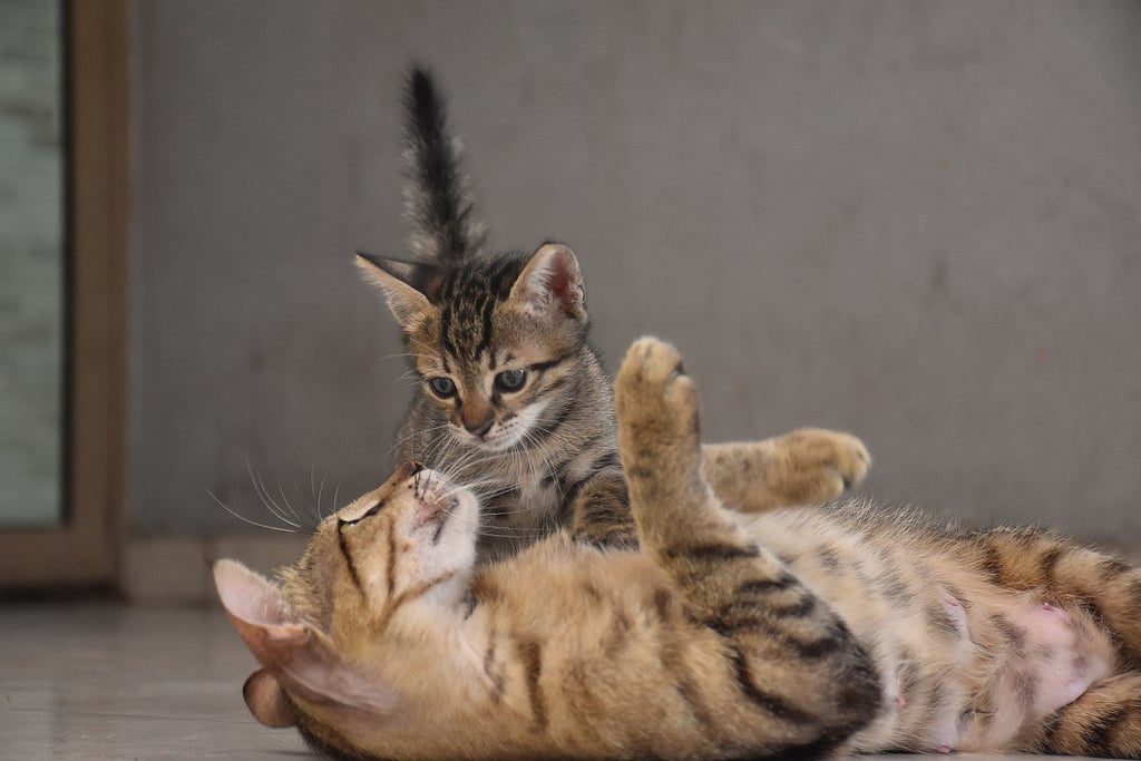 When to introduce kitten to sales cat