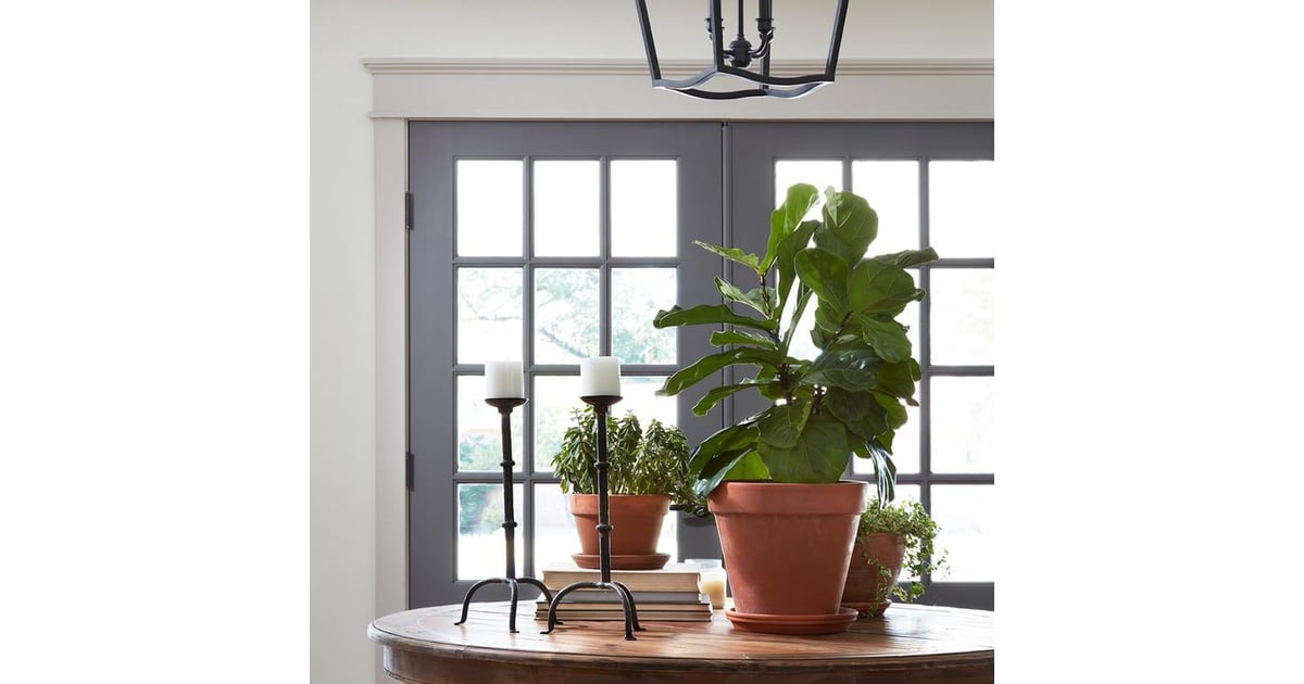 Live Fiddle Leaf Fig Joanna Gaines's Magnolia Store Has Live Plants