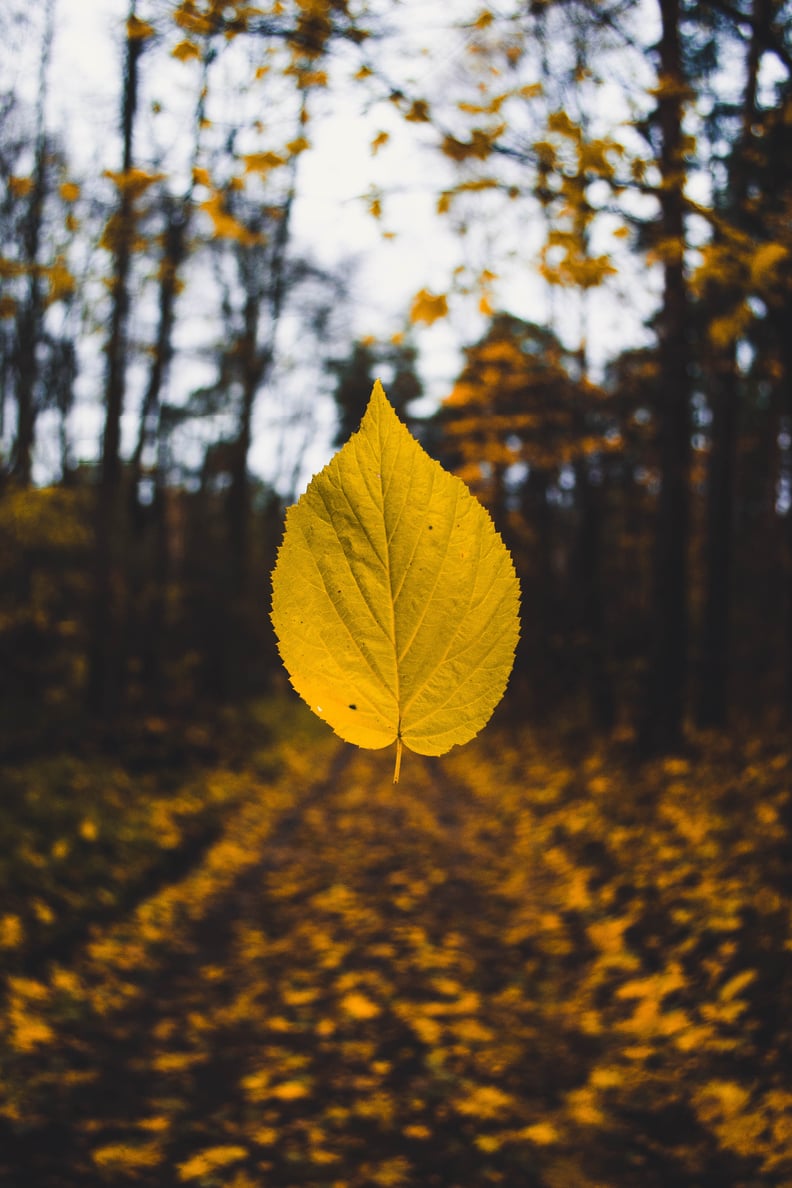 Fall Background: Yellow Leaf iPhone Wallpaper