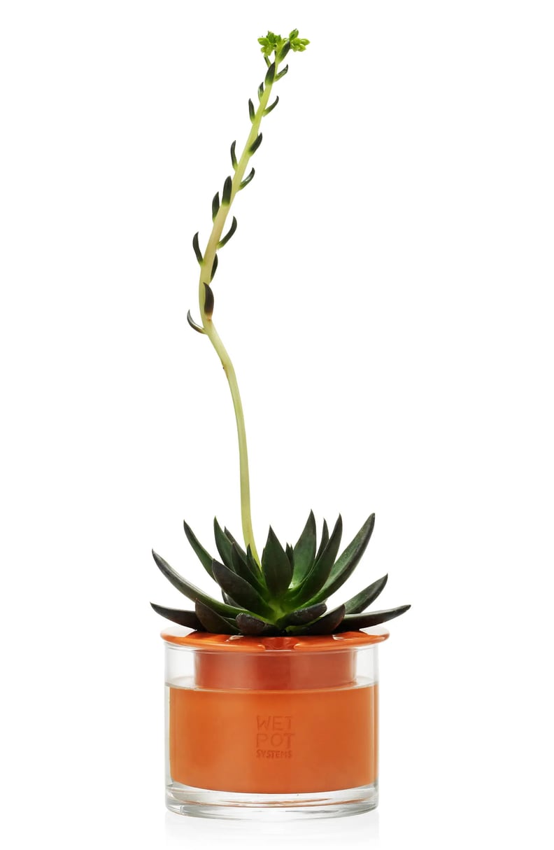 A Cool Plant Gift: Moma Design Store Self Watering Pot