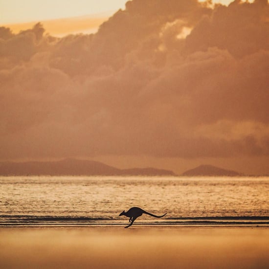 Photo of Kangaroo in Australia