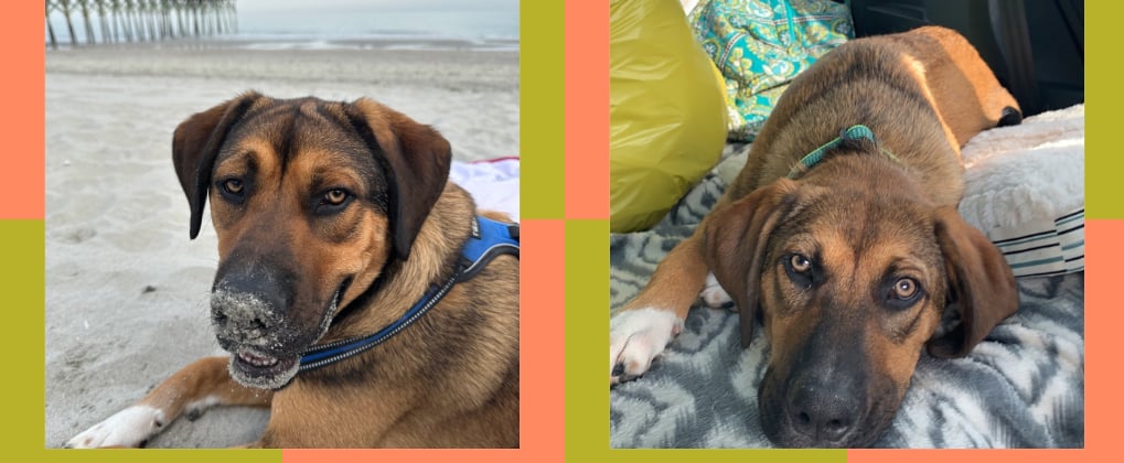 I Used an Animal Communicator to Talk to My Dog