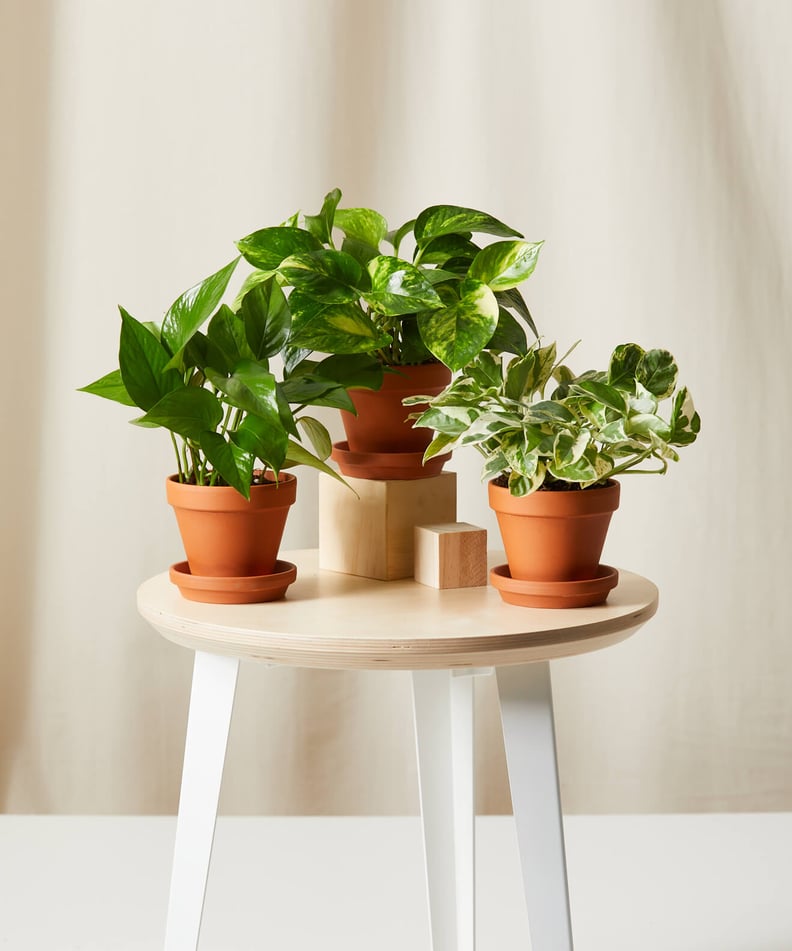 For the Plant Parent or Aspiring Green Thumb: Pothos Collection