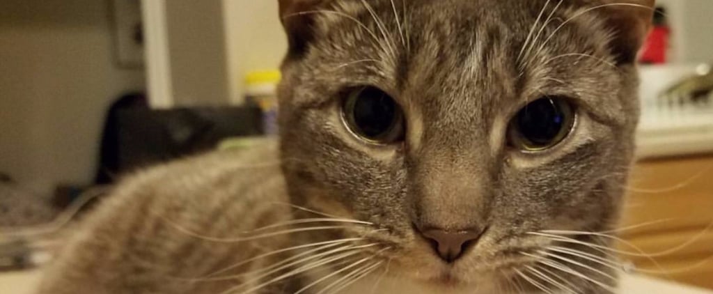 2017 Study Says Cats Are as Smart as Dogs
