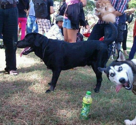 Husky Photobomb Husky Photobomb