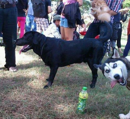 Husky Photobomb