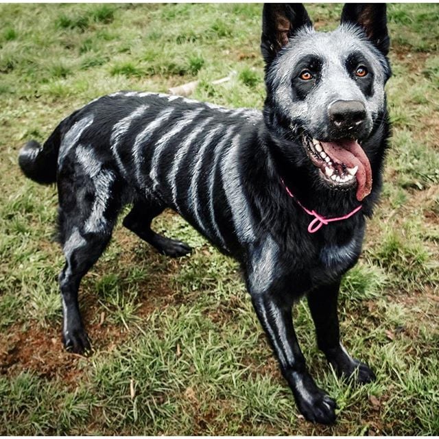 Dogs in Halloween Costumes