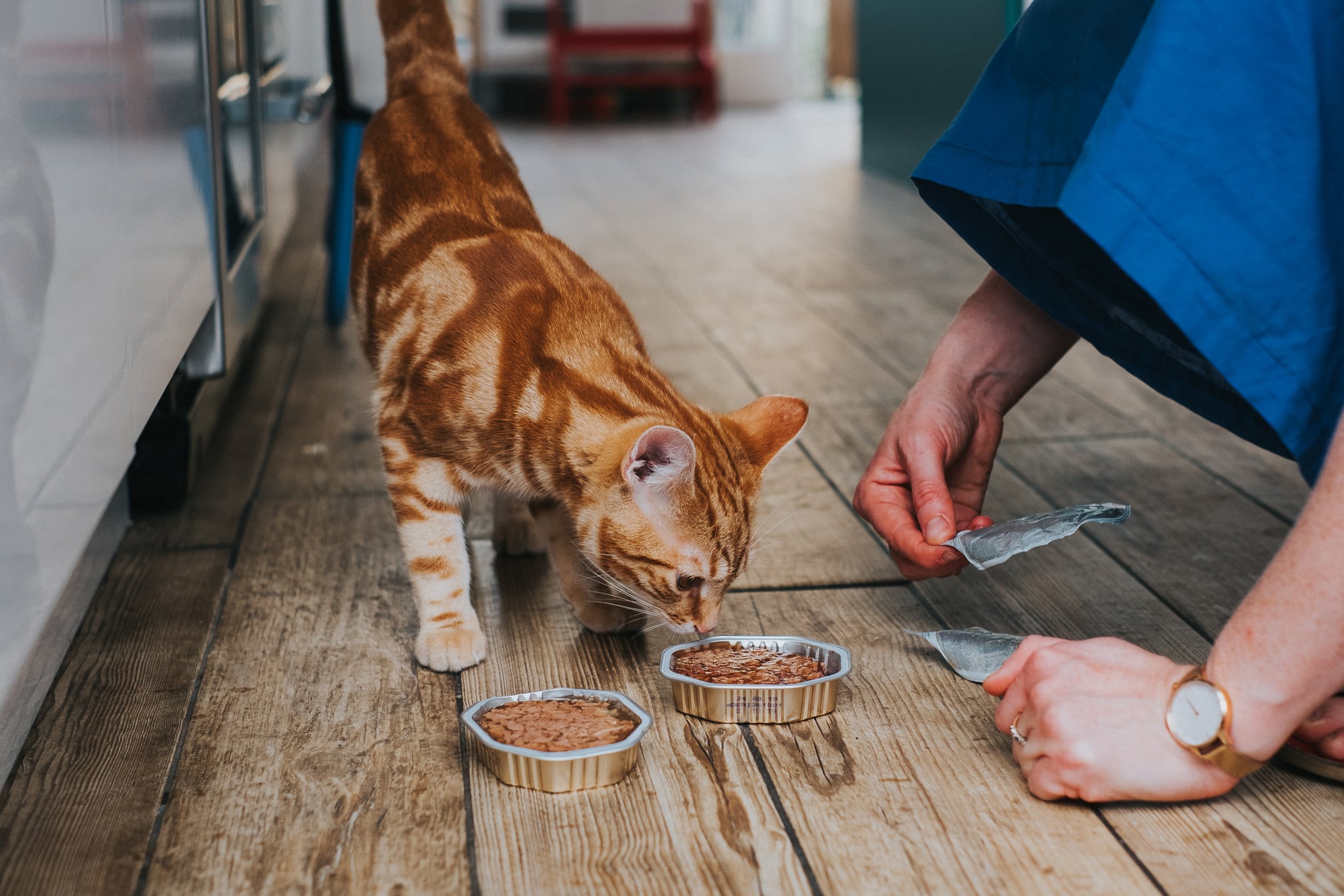 Why Does My Cat Pretend to Bury Its Food? | POPSUGAR Pets