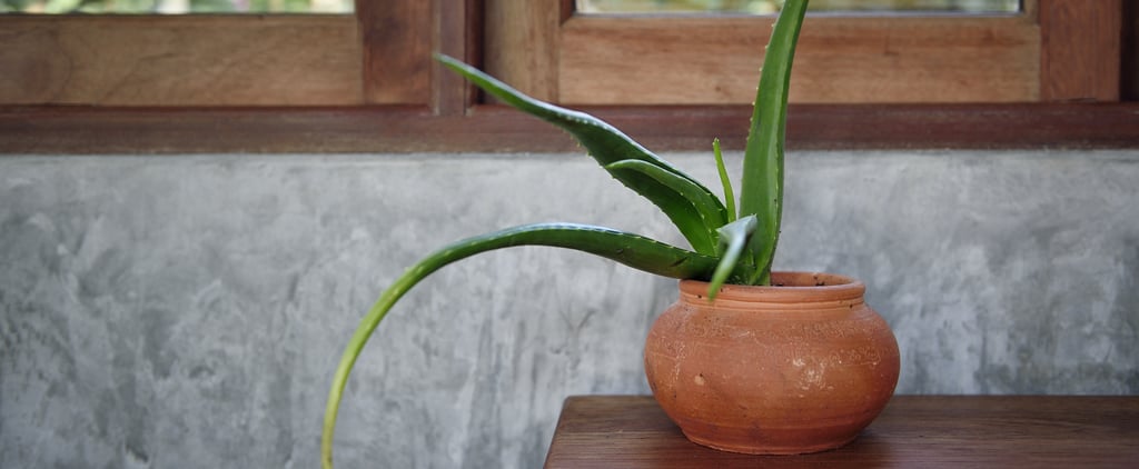 Why Your Aloe Plant Might Be Drooping