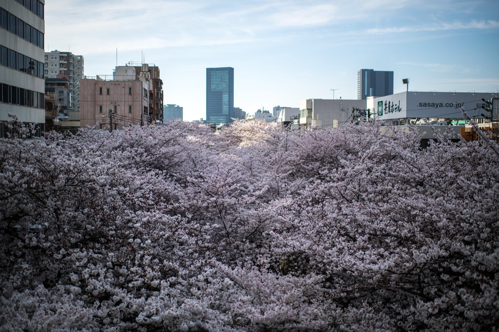 Japan Cherry Blossom Photos 2018