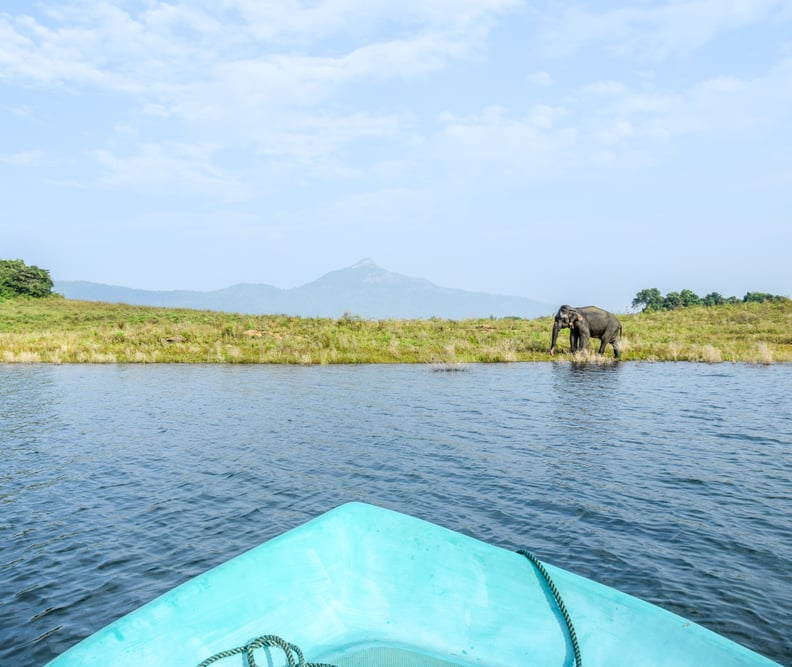 Boat Safaris