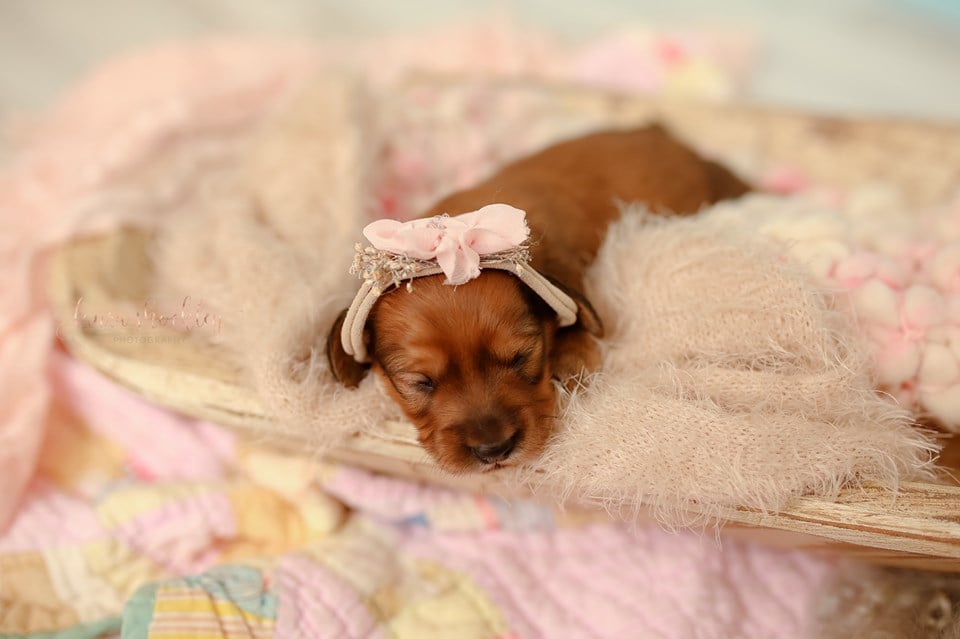 Adorable Dachshund Newborn Photo Shoot Laura Shockley Popsugar Pets