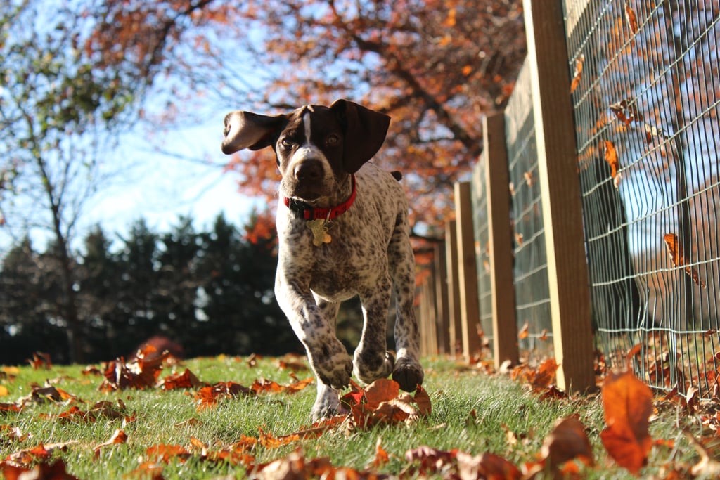 Cute Photos of Dogs in the Fall