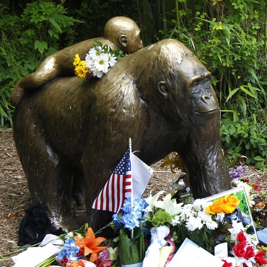 Ohio Won't Charge Mom of Child Who Fell in Gorilla Exhibit