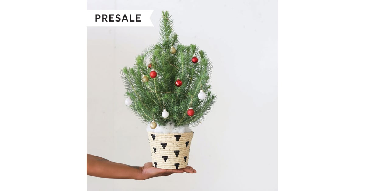 Farmgirl Flowers Down Home For the Holidays Tree Best Live Tabletop Christmas Trees 2019