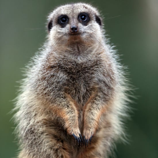 Meerkats Eat Cockroaches Named After Exes on Valentine's Day