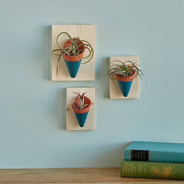 Air Plant Wall Sconces