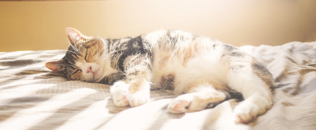 Can Cats Get a Sunburn?